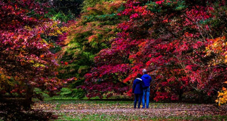 Autumn at Westonbirt Arboretum